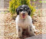 Small Photo #1 Poodle (Miniature) Puppy For Sale in LITITZ, PA, USA