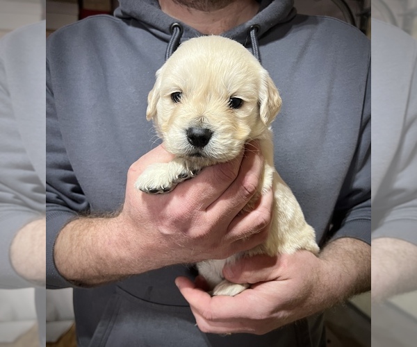 Medium Photo #4 Golden Retriever Puppy For Sale in ALPENA, MI, USA