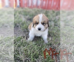 Great Bernese Puppy for sale in BOOKER, TX, USA