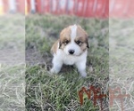 Small Photo #1 Great Bernese Puppy For Sale in BOOKER, TX, USA