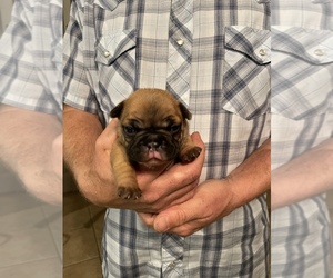 French Bulldog Puppy for sale in HENRYETTA, OK, USA