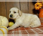 Small Photo #2 English Cream Golden Retriever Puppy For Sale in PEYTON, CO, USA