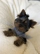 Small Photo #1 Yorkshire Terrier Puppy For Sale in ALGONA, WA, USA