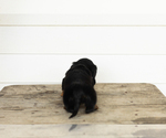 Small #4 Dachshund