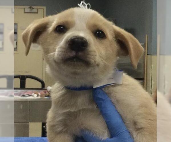 Medium Photo #1 German Shepherd Dog-Unknown Mix Puppy For Sale in Riverside, CA, USA