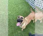 Small #1 Mutt