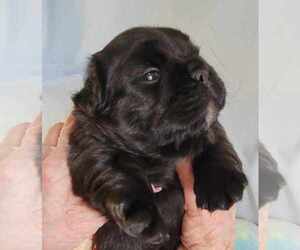 French Bulldog Puppy for sale in PINCKNEY, MI, USA