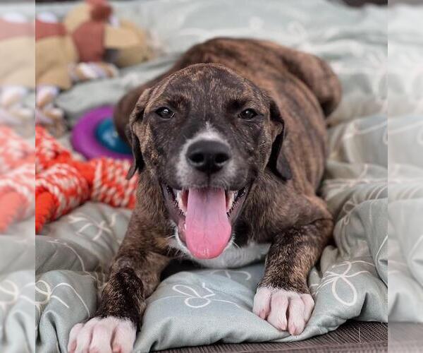 Medium Photo #3 Mutt Puppy For Sale in San Diego, CA, USA