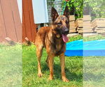 Small #2 German Shepherd Dog Mix