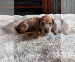 Puppy 2 Dachshund