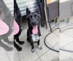 Small #1 Siberian Husky Mix