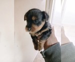 Small Photo #9 YorkiePoo Puppy For Sale in RICHMOND, VA, USA