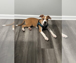 Betsy Ross - Female American Staffordshire Terrier-Unknown Mix Dog for Adoption - Photo #3