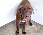 Small #1 Labrador Retriever Mix