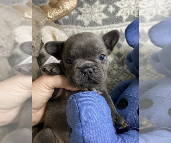 Medium Photo #2 French Bulldog Puppy For Sale in CROWNSVILLE, MD, USA