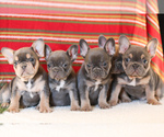 Small Photo #3 French Bulldog Puppy For Sale in LITITZ, PA, USA