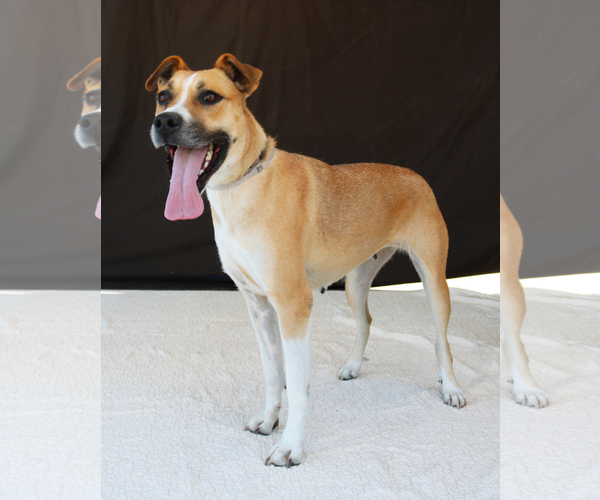 Medium Photo #1 Labrador Retriever-Unknown Mix Puppy For Sale in Pasadena, CA, USA