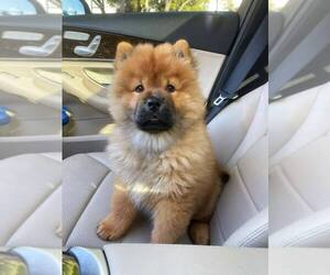 Chow Chow Puppy for sale in SAN JOSE, CA, USA