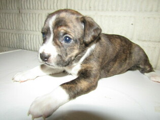 Boston Terrier Puppy for sale in HUDSON, MI, USA