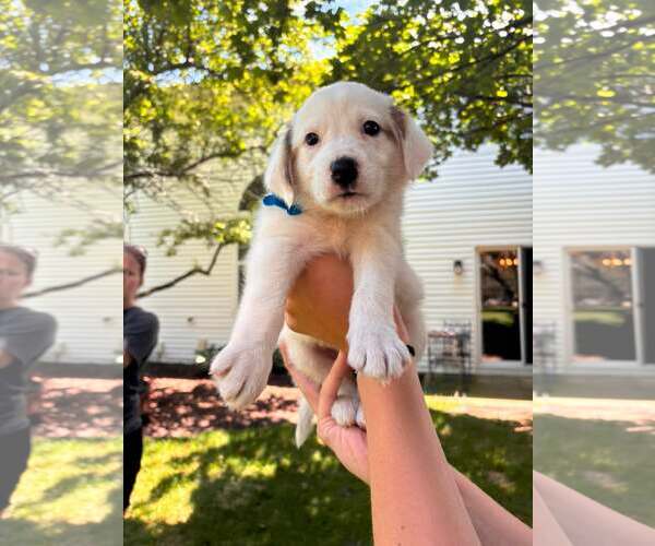 Medium Photo #1 Australian Shepherd-Unknown Mix Puppy For Sale in Plainfield, IL, USA