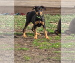 Small #2 Doberman Pinscher Mix