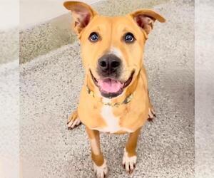 Mutt Dogs for adoption in Houston, TX, USA