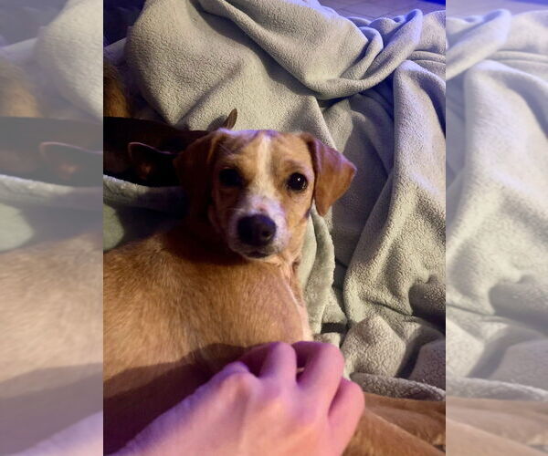 Medium Photo #3 Chiweenie Puppy For Sale in FRAMINGHAM, MA, USA