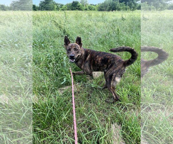 Medium Photo #3 Mutt Puppy For Sale in Pryor, OK, USA