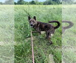 Small #2 Mutt