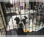 ROSCOE - Male Bulldog Dog for Adoption - Small photo