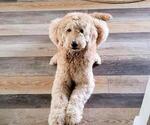 Small Photo #1 Goldendoodle Puppy For Sale in TARPON SPRINGS, FL, USA