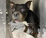 Small #1 American Staffordshire Terrier Mix