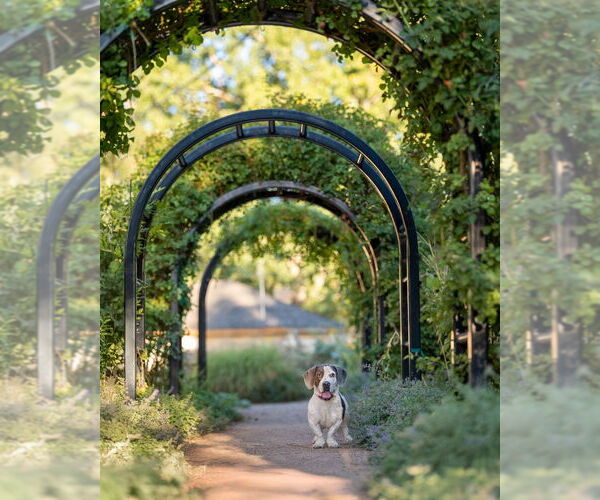 Medium Photo #2 American Pit Bull Terrier-Basset Hound Mix Puppy For Sale in Salt Lake City, UT, USA