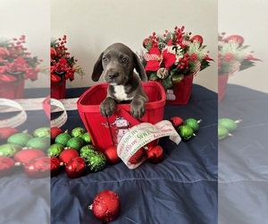 Frengle Puppy for sale in MASCOTTE, FL, USA