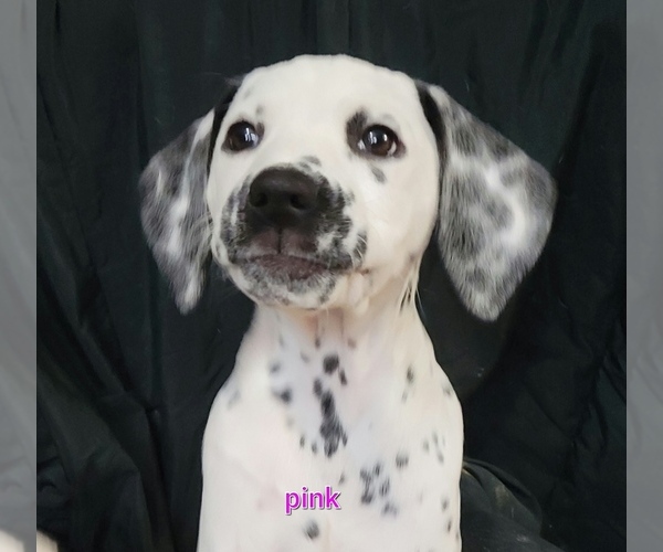 Medium Photo #1 Dalmatian Puppy For Sale in PALMER, MA, USA