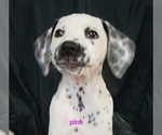 Small Photo #1 Dalmatian Puppy For Sale in PALMER, MA, USA