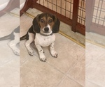 Small Photo #2 Beagle Puppy For Sale in N BETHESDA, MD, USA
