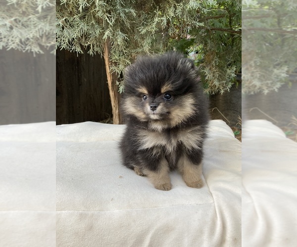 Medium Photo #3 Pomeranian Puppy For Sale in CITRUS HEIGHTS, CA, USA
