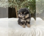 Small #2 Pomeranian