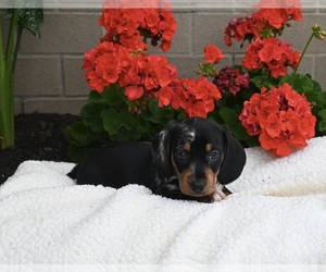 Dachshund Puppy for sale in FREDERICKSBURG, OH, USA