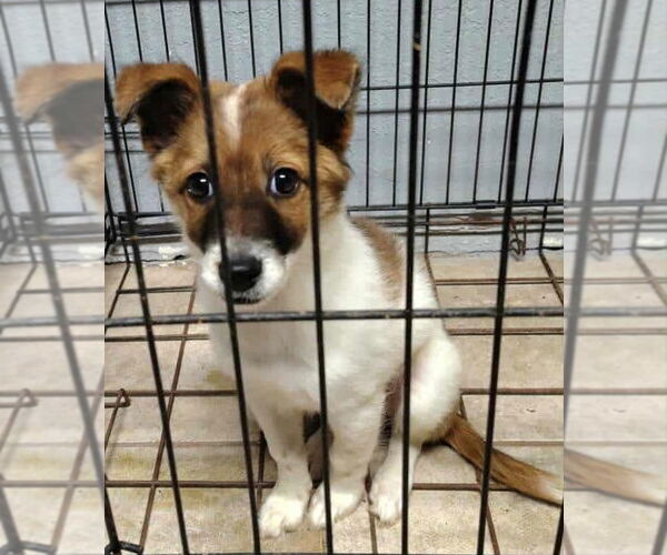 Medium Photo #2 Collie-Unknown Mix Puppy For Sale in Grafton, WI, USA