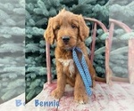 Puppy BENNIE Goldendoodle