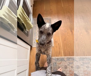 Rio Roo - Female Mutt Dog for Adoption - Photo #3