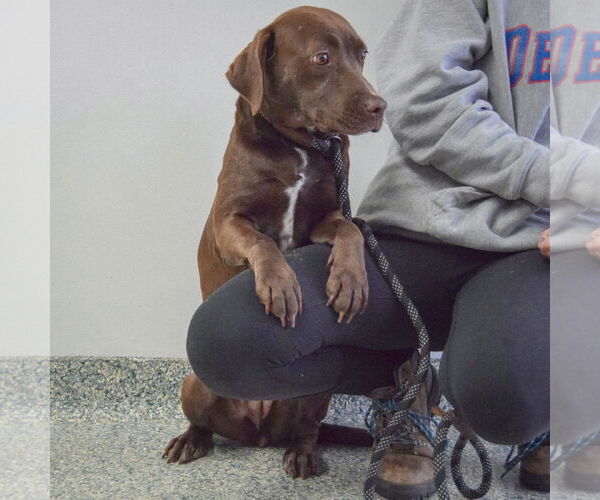 Medium Photo #5 - Mix Puppy For Sale in Huntley, IL, USA