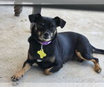 Small #1 Chihuahua