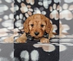 Small Photo #6 Cavapoo Puppy For Sale in NOTTINGHAM, PA, USA