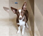 Scout - Male Border Collie-Unknown Mix Dog for Adoption - Small photo