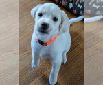 Small #1 Beagle-Great Pyrenees Mix