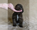 Small Photo #19 Newfoundland Puppy For Sale in CAMBRIDGE, NE, USA