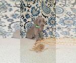 Small Photo #28 Weimaraner Puppy For Sale in LEWISBURG, KY, USA